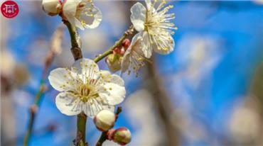 Đến Nhật Bản mùa Xuân ngắm hoa Mơ (hoa Ume)